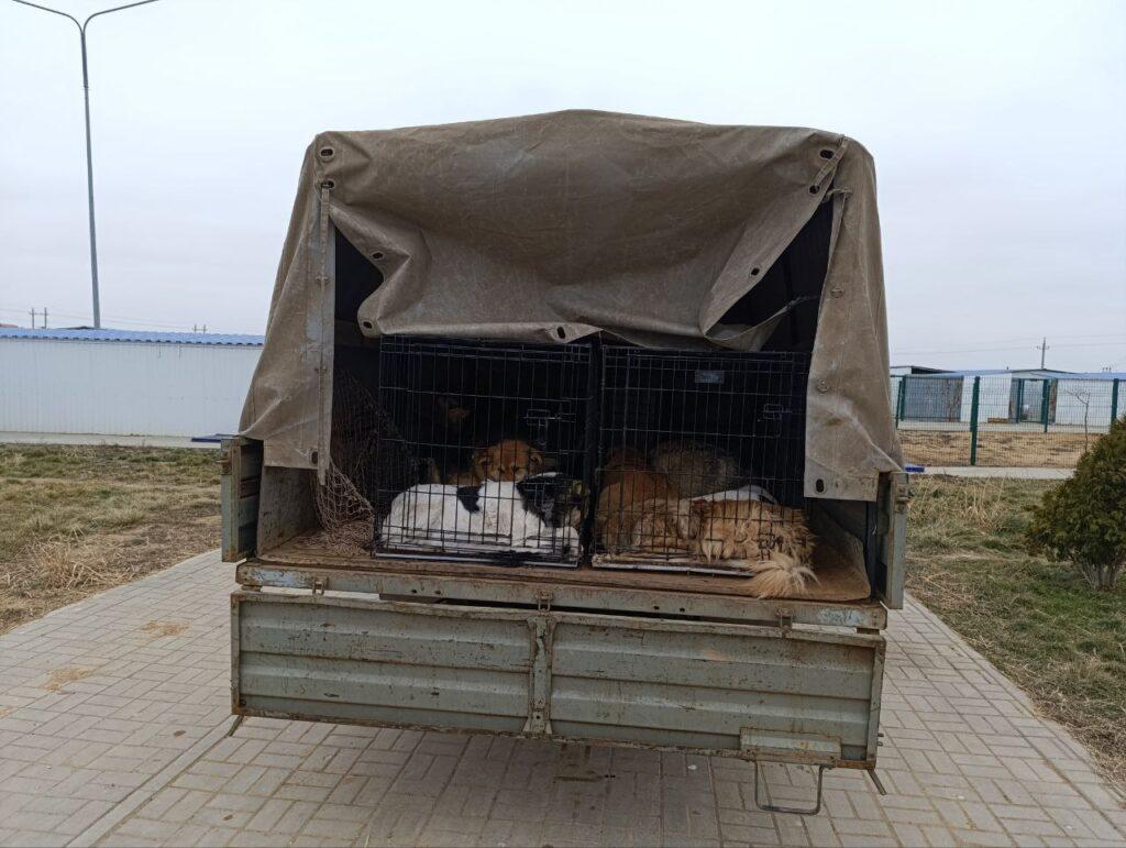 В Астраханской области депутаты поддержали изменения в законе о безнадзорных животных