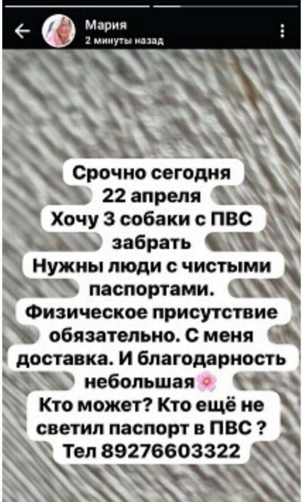 Астраханские зоозащитники активно ищут «людей с чистыми паспортами» для «спасения» собак — фото 1