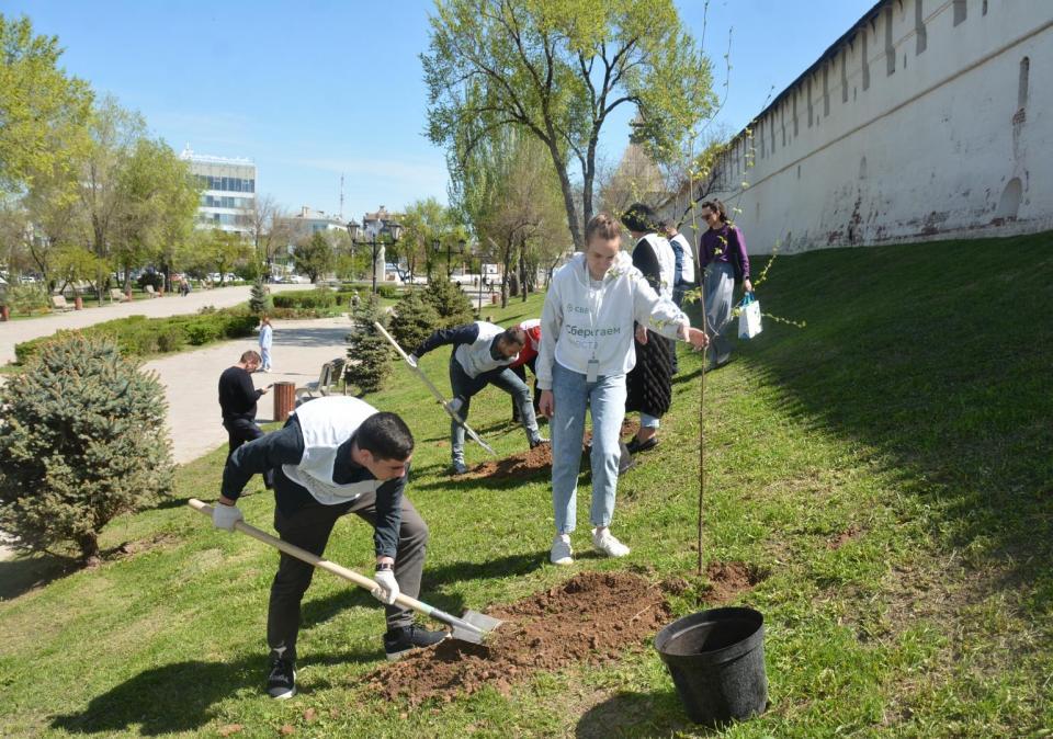 Возле Астраханского кремля высадили березы — фото 1