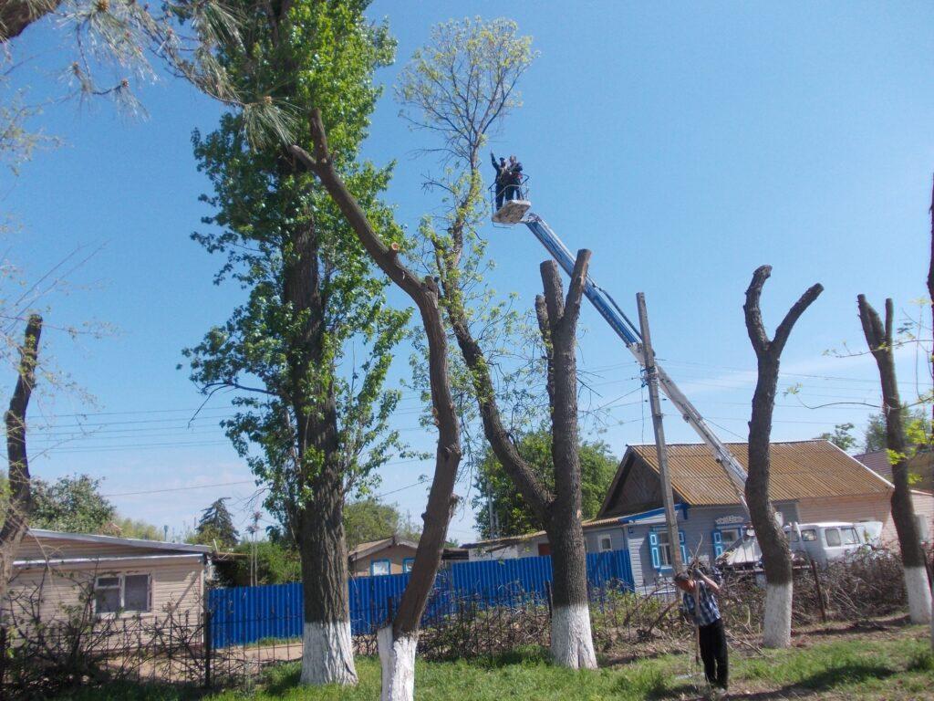 Подчистую: в Лимане срубили все деревья в парке — фото 2