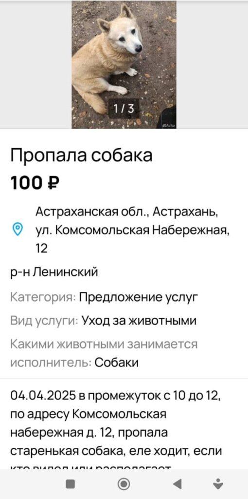 Астраханские зоозащитники используют имена погибших на СВО бойцов для махинаций с собаками — фото 7