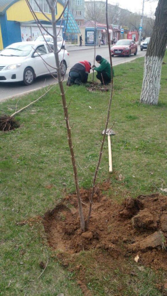 В Астрахани высаживают новые деревья — фото 1