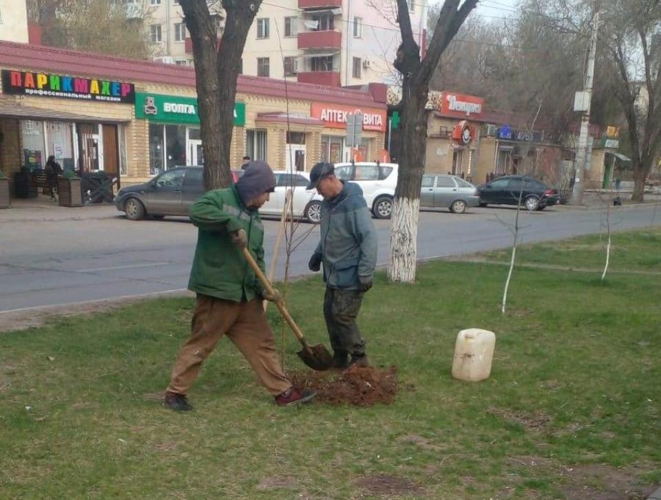 В Астрахани высаживают новые деревья