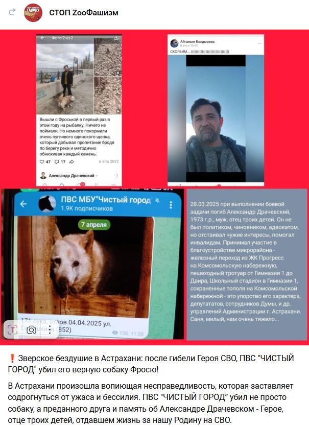 Астраханские зоозащитники используют имена погибших на СВО бойцов для махинаций с собаками — фото 1