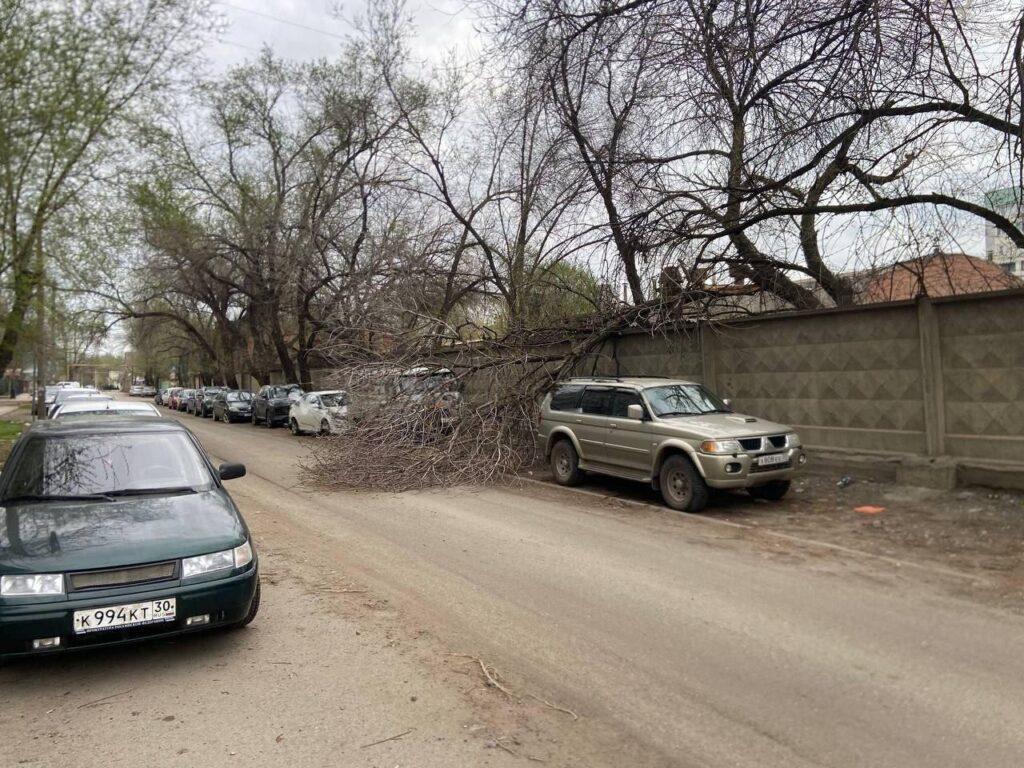 В Астрахани сухое дерево упало едва не повредив автомобиль