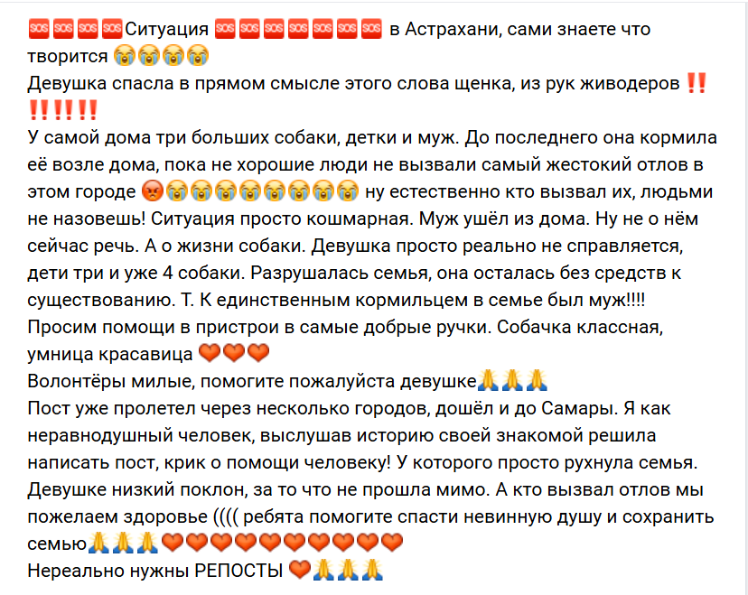 Спасать собак – любой ценой? Астраханскую зоозащитницу бросил муж из-за хвостатых — фото 4
