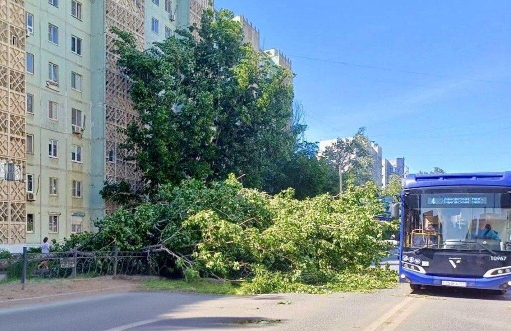 Упавшие деревья и заборы: штормовой ветер принес астраханцам массу неприятностей