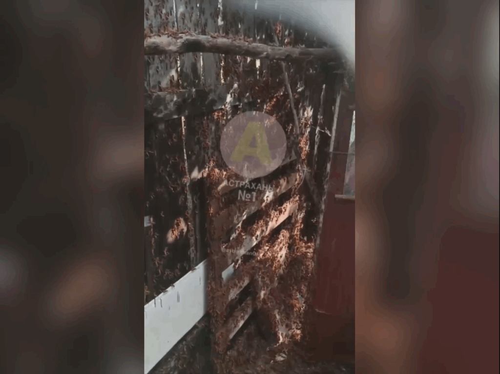 Красная саранча атакует Астраханскую область