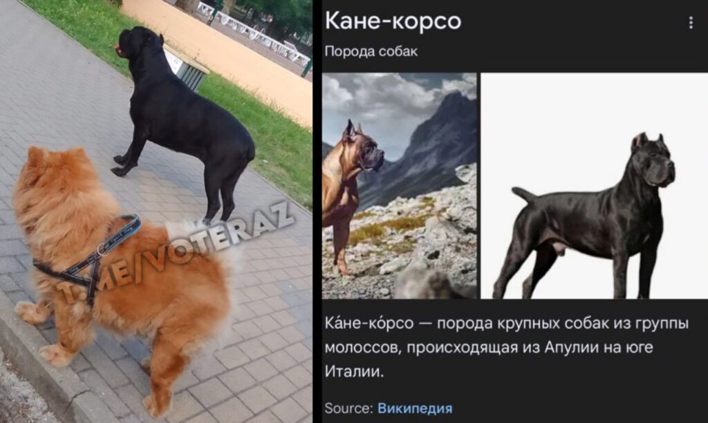 Отбирают телефоны, разговаривают матом и не оказывают медпомощь: как астраханские дети страдают в санатории — фото 5