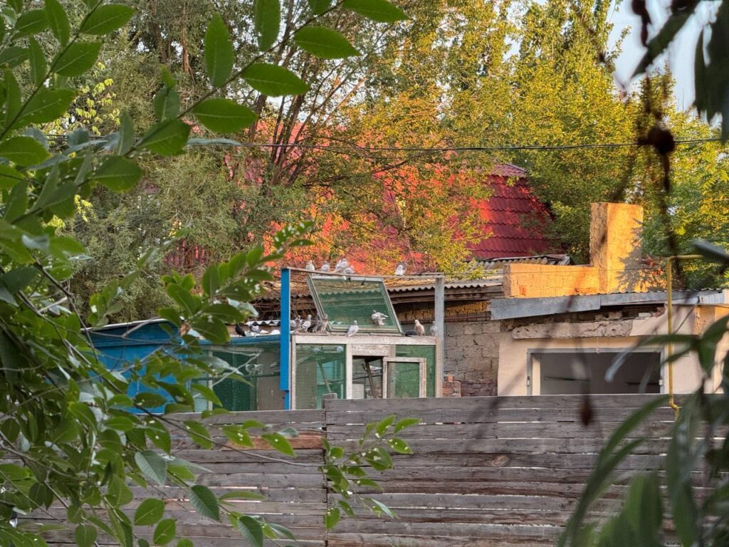 Астраханцы жалуются на порчу автомобилей соседскими голубями — фото 5