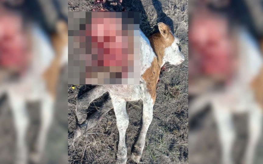 У села под Астраханью поселился огромный волк