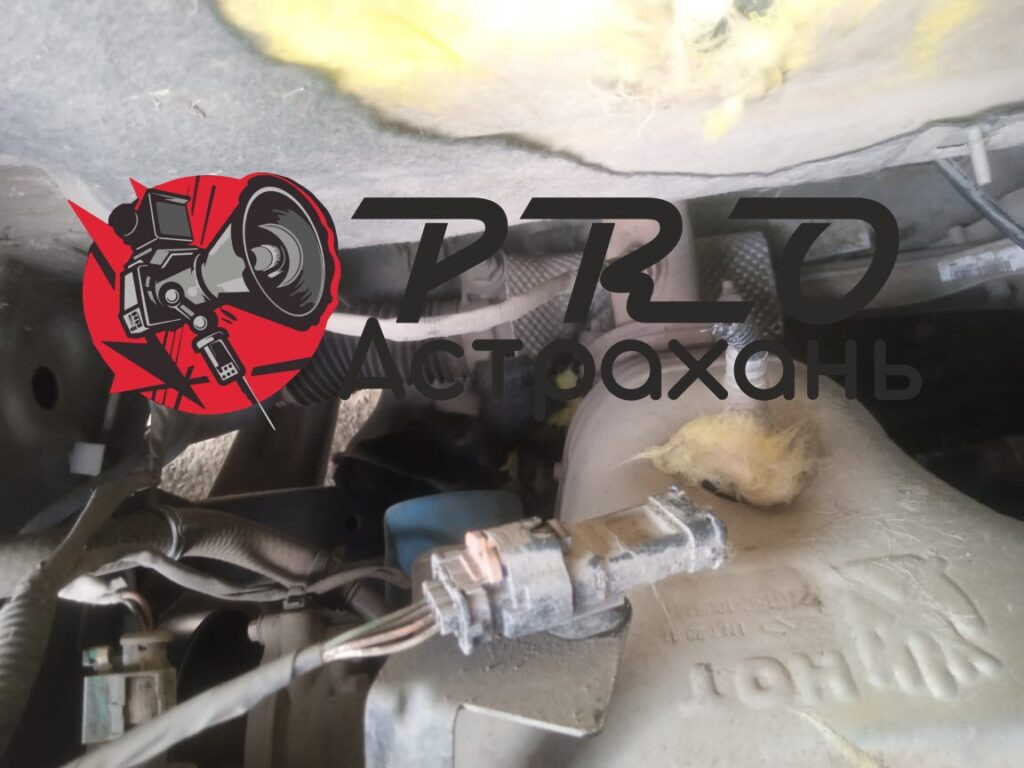 Собаки продолжают уродовать машины астраханцев — фото 6