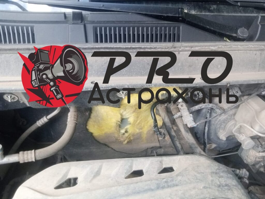 Собаки продолжают уродовать машины астраханцев — фото 7