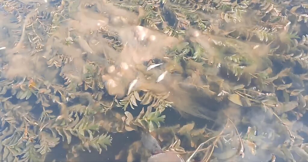 «Дохлую рыбу можно собирать руками»: водоем под Астраханью годами загрязняют