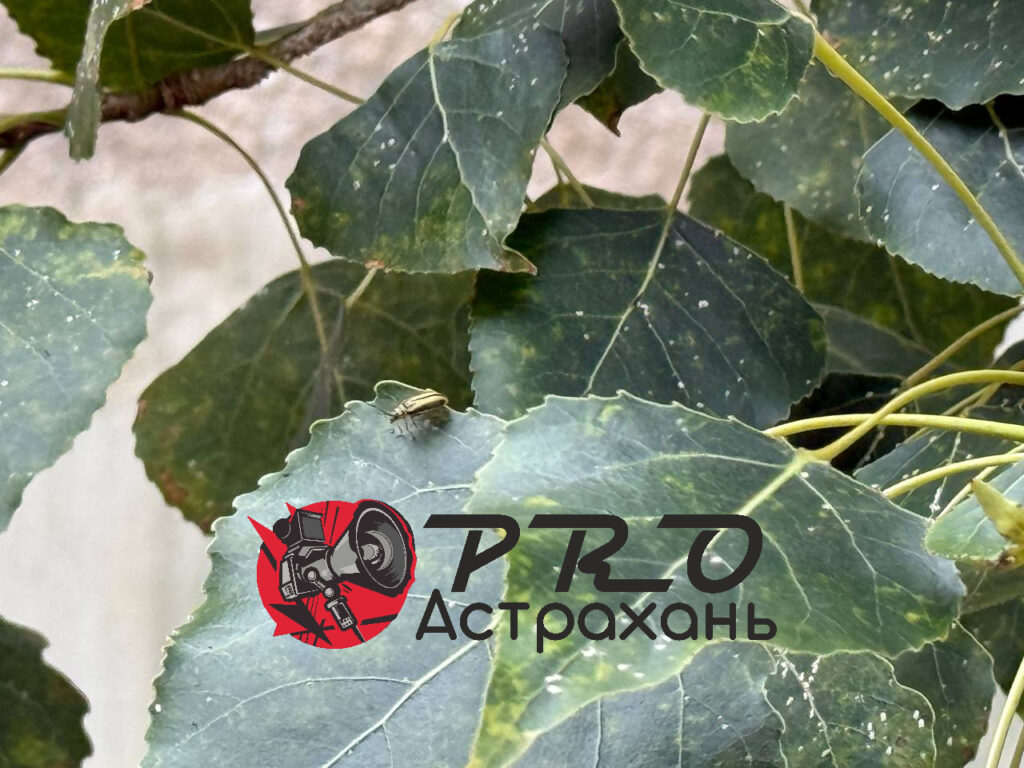 Астрахань массово заполонили странные полосатые жуки — фото 1