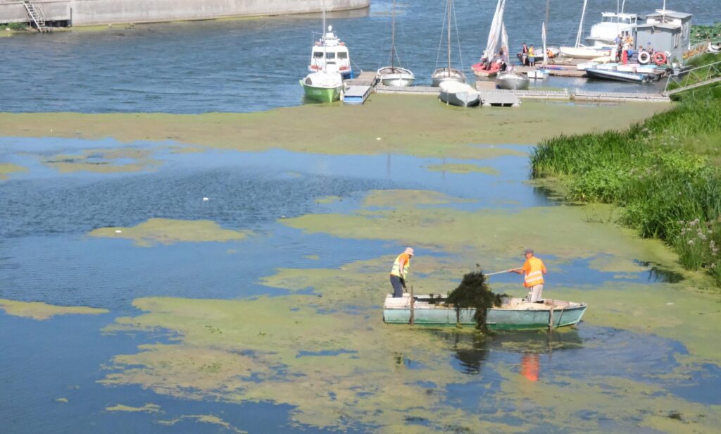 Астраханские коммунальщики очищают городские водоемы и парки от водорослей и сорняков — фото 1