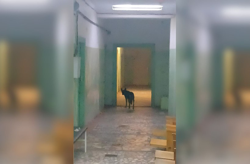 Одна из районных больниц Астраханской области превратилась в собачье пристанище
