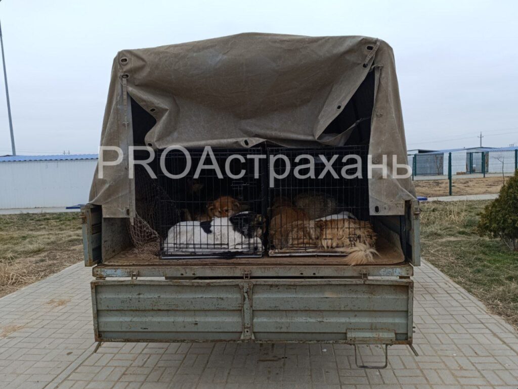 За год в Астрахани собираются отловить больше 500 безнадзорных собак