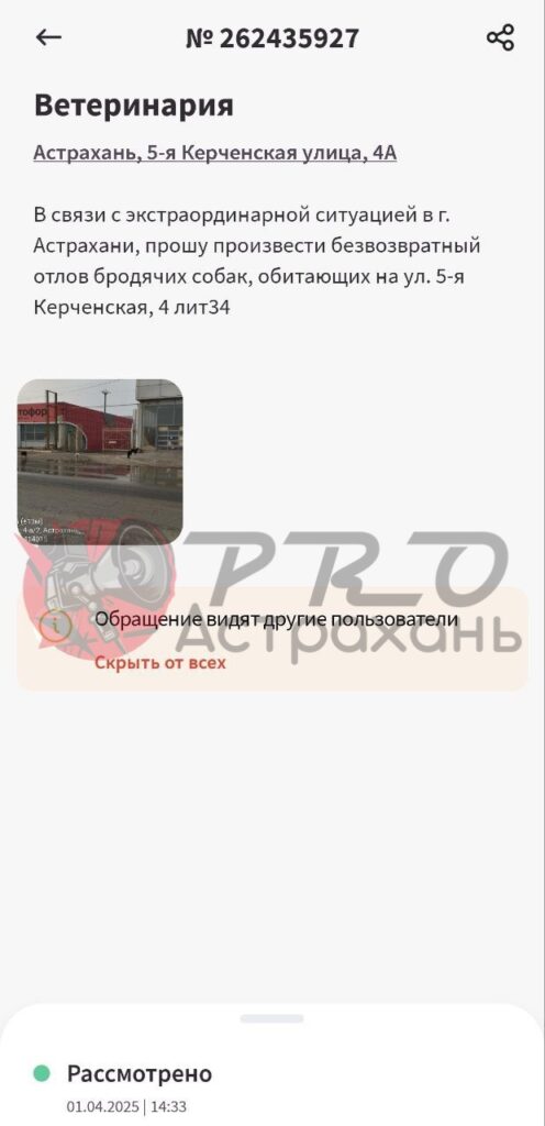 Астраханец полгода не может добиться отлова агрессивных собак из-за бюрократической эпопеи — фото 4