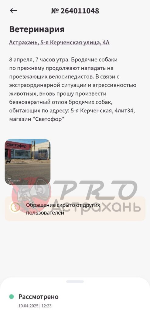 Астраханец полгода не может добиться отлова агрессивных собак из-за бюрократической эпопеи — фото 3