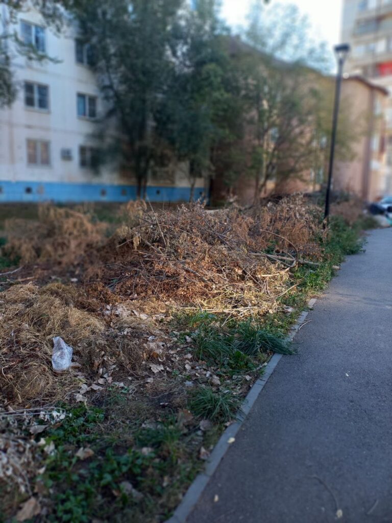 Ветки и мусор: астраханцы жалуются на ужасное состояние прогулочной аллеи — фото 1