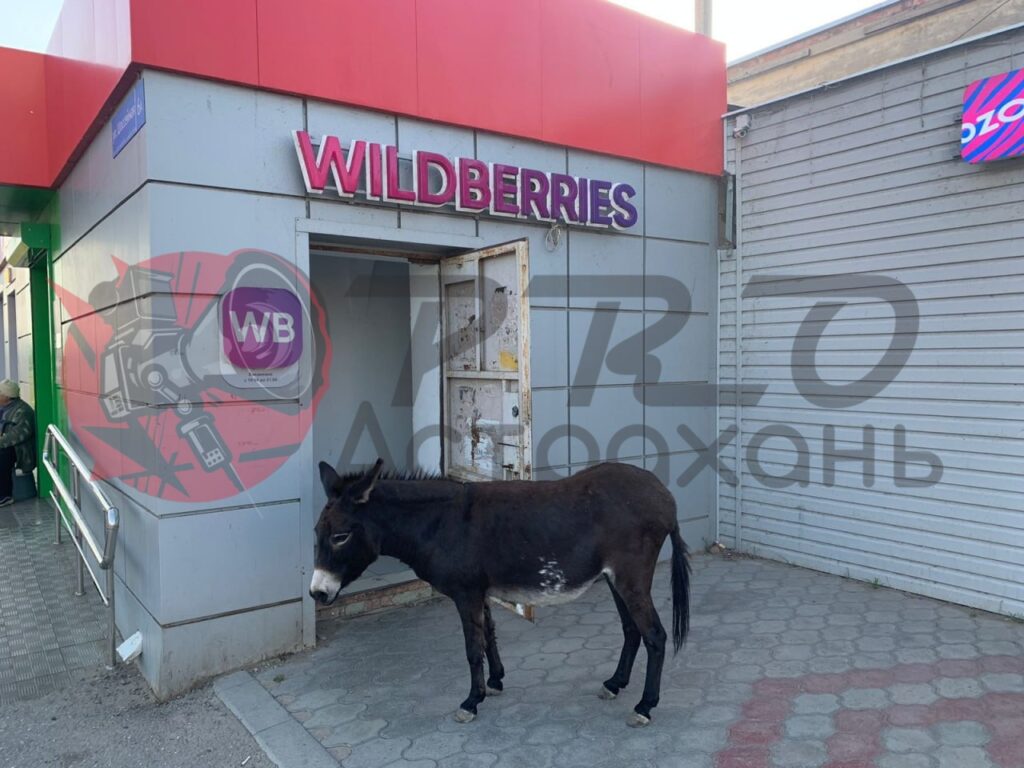 Астраханцев удивил осел, спокойно прогуливающийся по одной из улиц города — фото 1