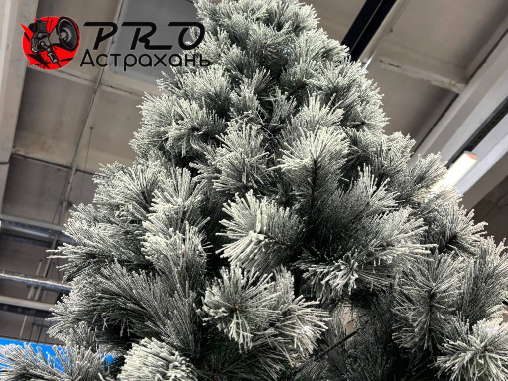 Первые елки уже в Астрахани: сколько стоит новогоднее чудо — фото 3
