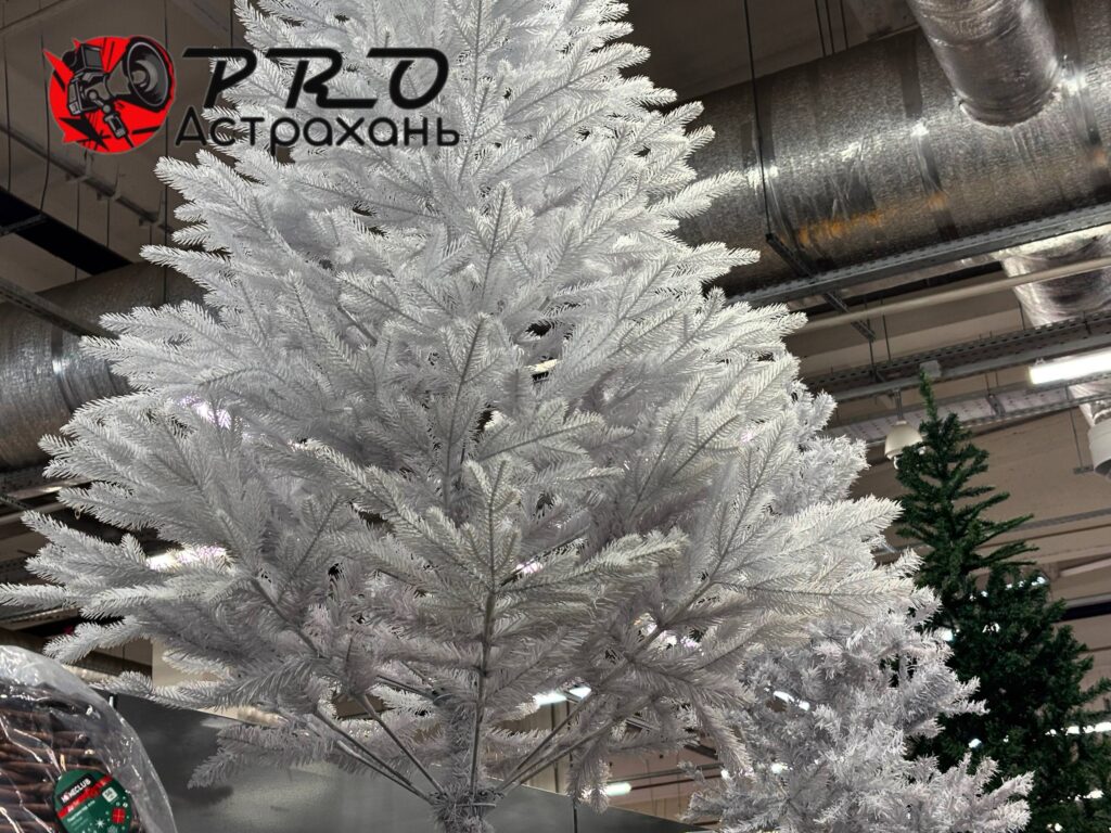 Первые елки уже в Астрахани: сколько стоит новогоднее чудо — фото 4