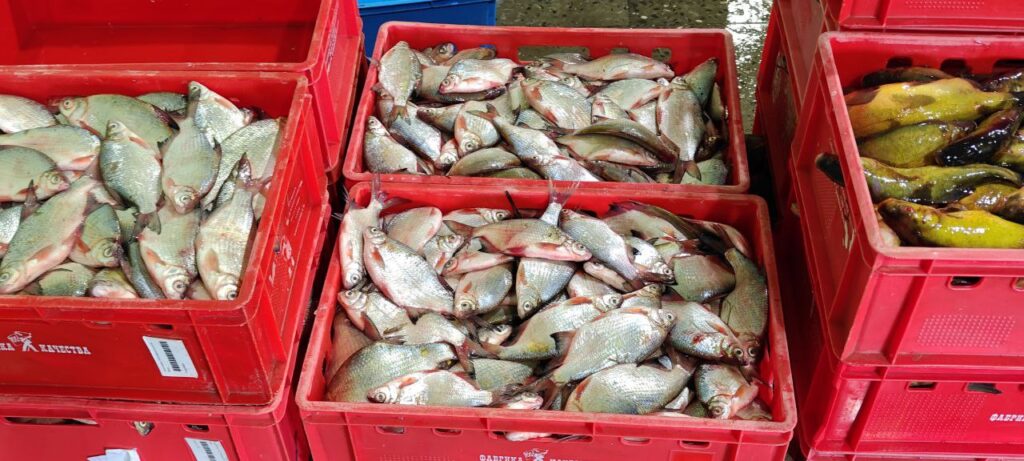 Рыболовный сезон под угрозой: в Астрахани предлагают продлить весенний нерестовый запрет