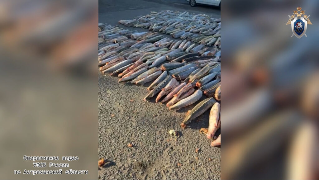 В Астрахани задержали браконьерскую группировку с шестью тоннами краснокнижного осетра