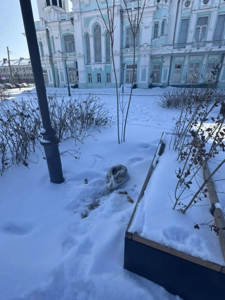 Сайгак в полынье и лебедь во льду: в Астрахани люди спасают диких животных