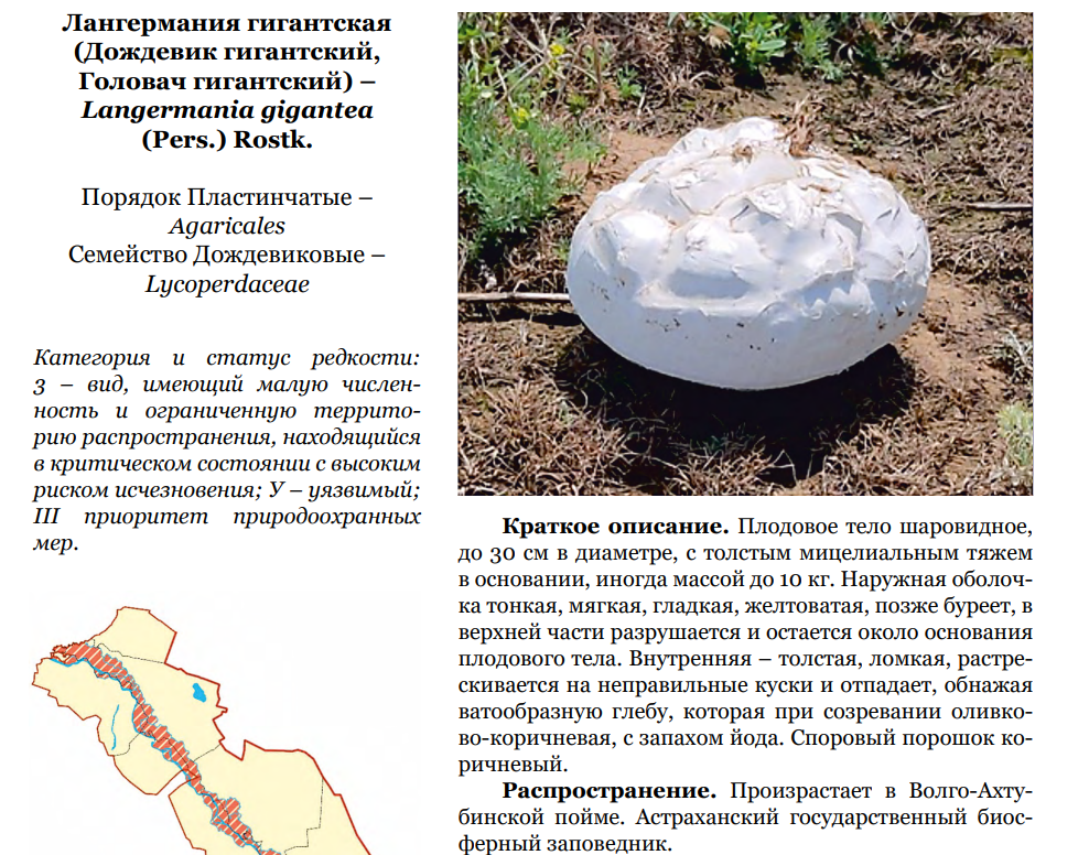 В Астраханской области могут ввести штрафы за сбор редких грибов — фото 2