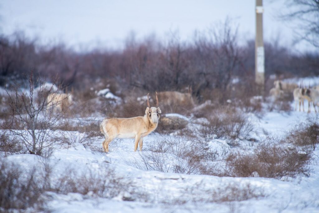 Стада реликтовых антилоп подходят все ближе к Астрахани