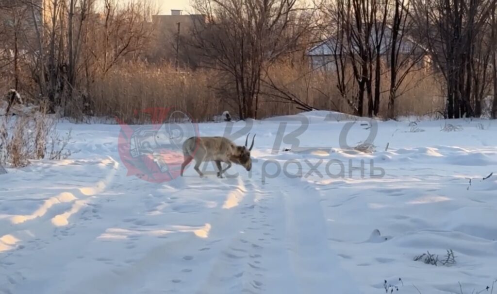 Потеряшка в городе: сайгак-самец забрел в частный сектор на окраине Астрахани