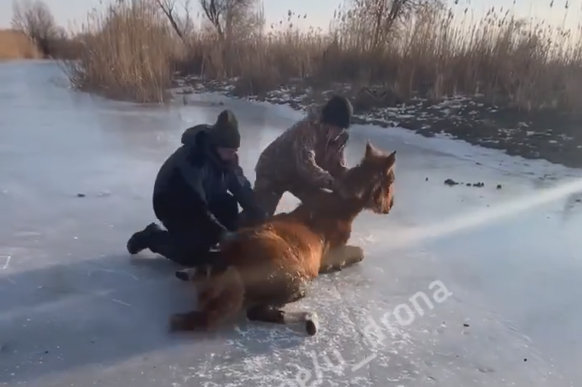 Рыбаки спасли выбившуюся из сил лошадь, застрявшую на льду в Астраханской области