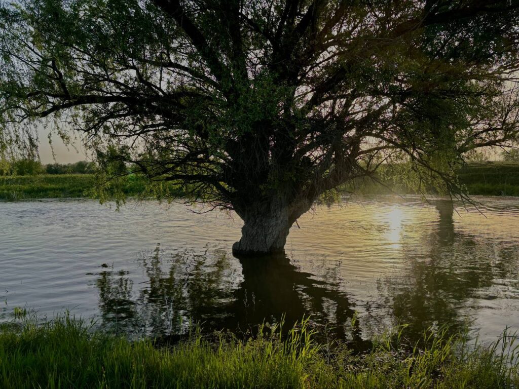 «Большая вода» пришла в Астраханскую область: ученые развеяли надежды рыбаков на богатый улов