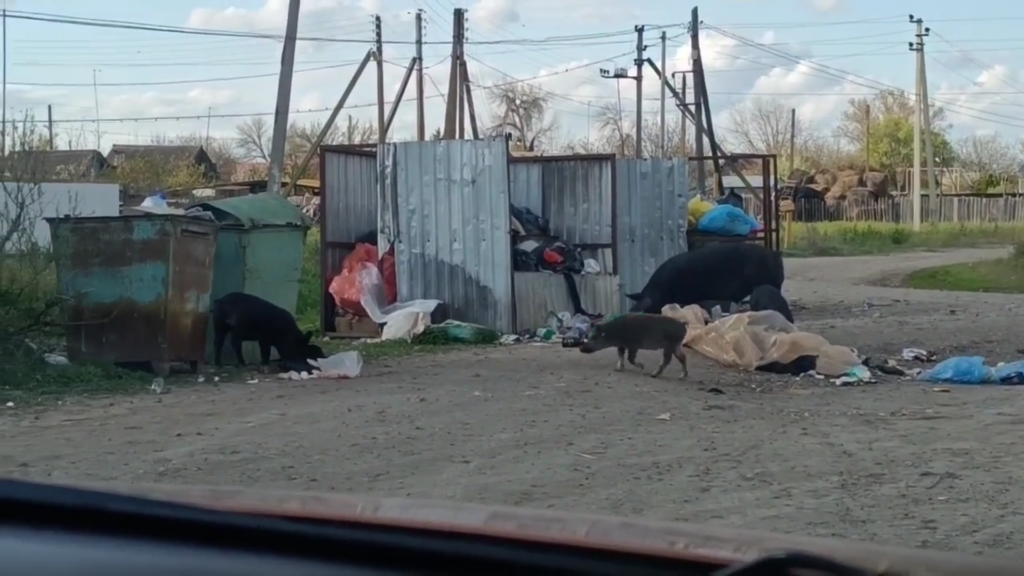 В астраханском селе дикие кабаны устроили набег на мусорные баки