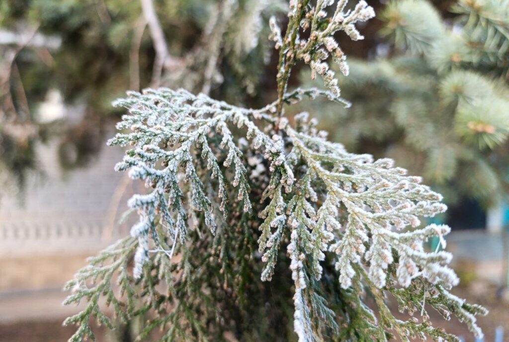 Заморозки до -3°C: астраханцев предупреждают об очередном похолодании