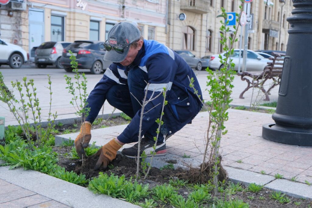 В Астрахани начали высаживать новые кустарники