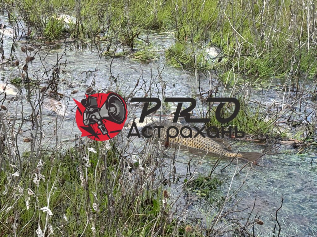 Пик половодья в Астраханской области пройден: сбросы воды начали снижать