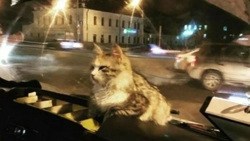 В Астрахани замерзшая кошка запрыгнула в маршрутку и обрела дом