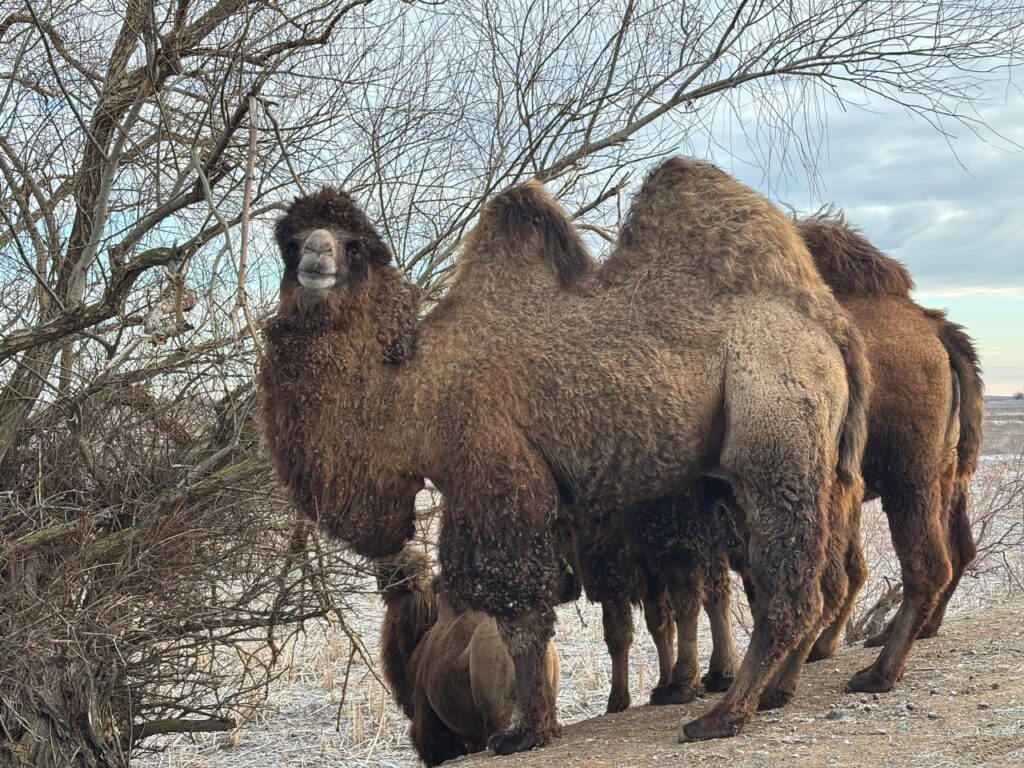 В Астраханской области начнут производить верблюжье молоко