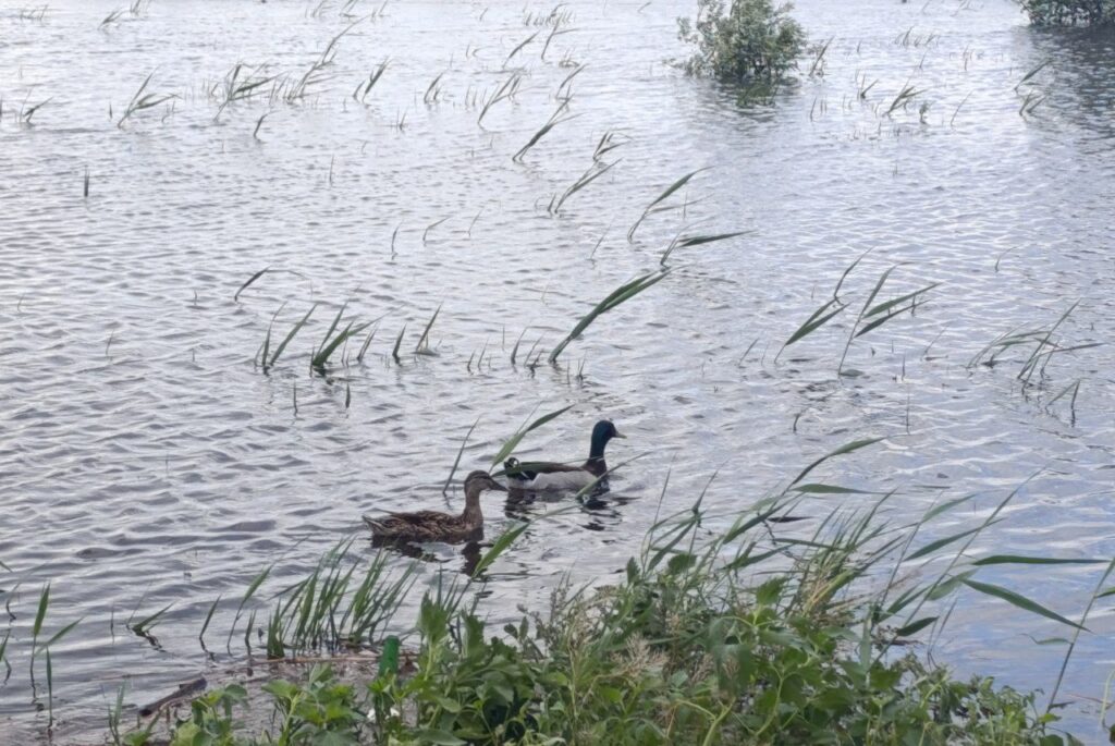 Утки, рыба и дворы в воде: в Астраханской области «большая вода» топит село Началово — фото 4