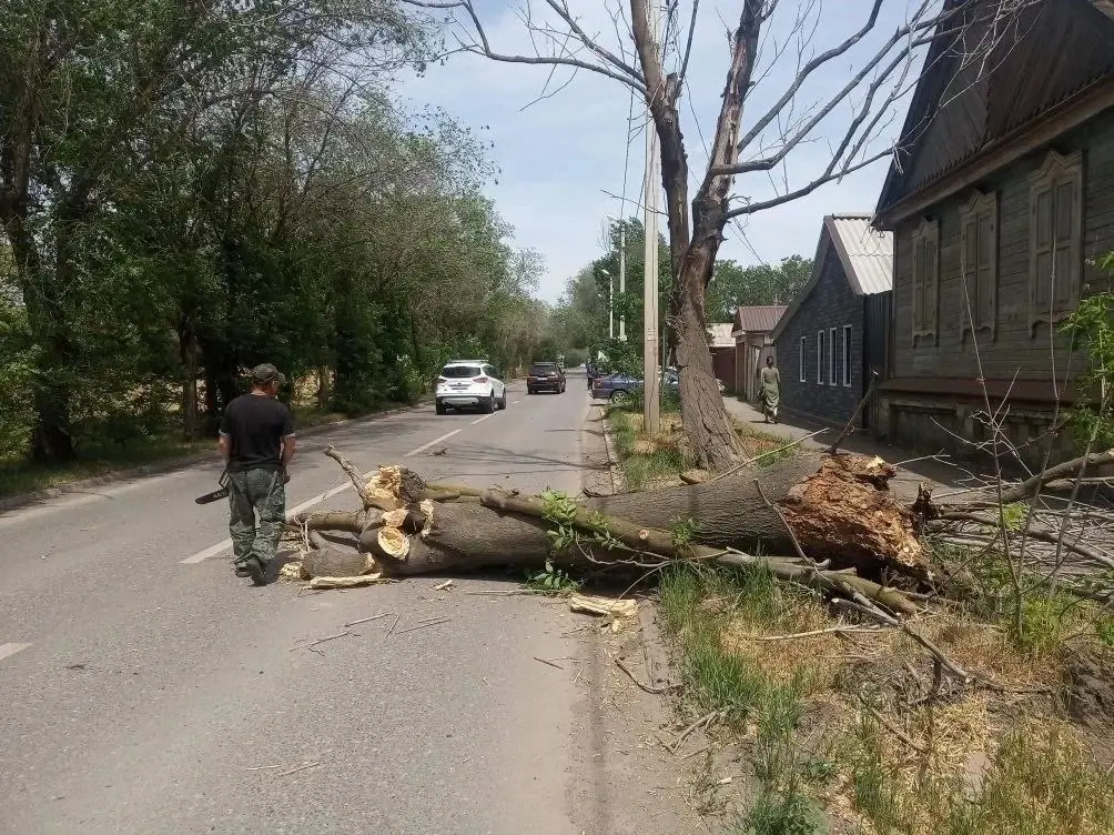В Астрахани объявлен «древопад»: шквалистый ветер крушит стволы и рвёт провода