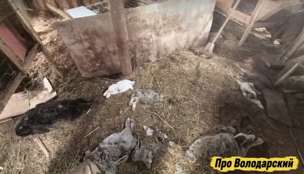 Голодные псы растерзали 30 кур и 29 кроликов во дворе астраханца в Архаровке