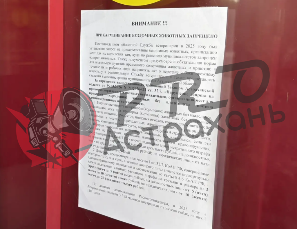 Астраханцев предупреждают: кормить бездомных собак у школ и больниц теперь нельзя