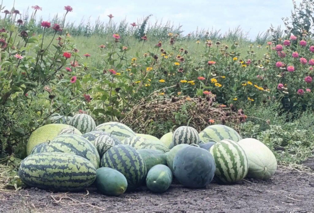 Сладкий расчёт: что происходит с арбузами и дынями в Астрахани, сколько они стоят и когда ждать «самый сахар» — фото 2
