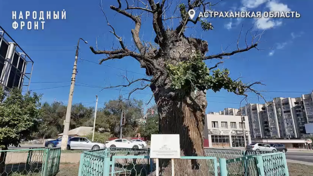 Последний свидетель основания Астрахани? Старейший дуб города оказался на грани гибели