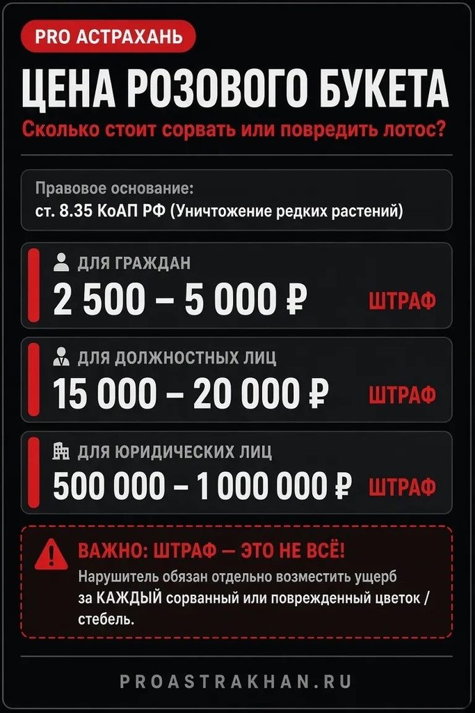 «Растение-убийца» захватывает Астрахань: почему за лотос штрафуют на 5000 рублей, если он стал «опасным сорняком»? — фото 1
