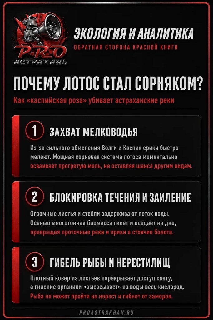 «Растение-убийца» захватывает Астрахань: почему за лотос штрафуют на 5000 рублей, если он стал «опасным сорняком»? — фото 2